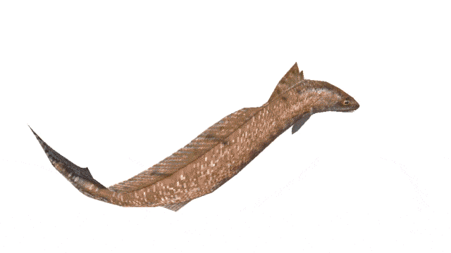 Fish moving side to side